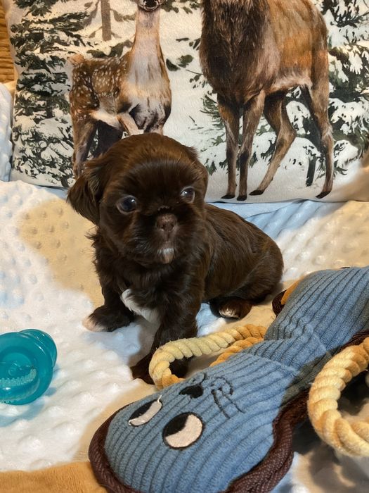 Shih-tzu Salonowy Piesek