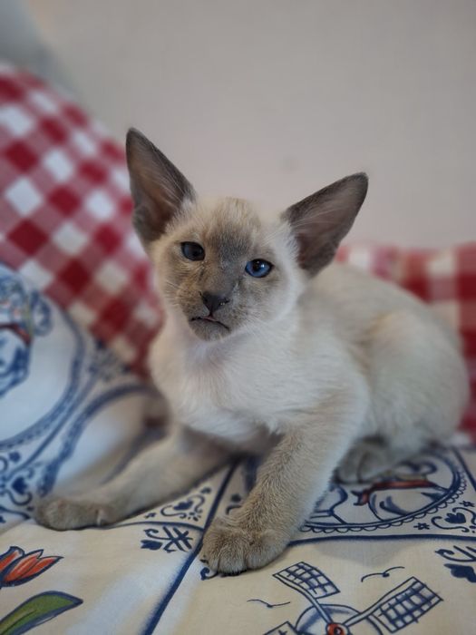 Ориентальный  котик блю поинт окраса