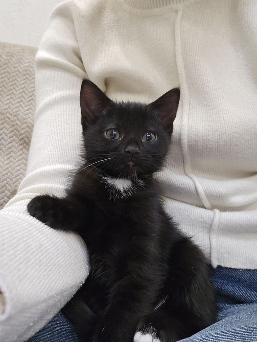 Віддамо кошеня в добрі руки 2-х місячне