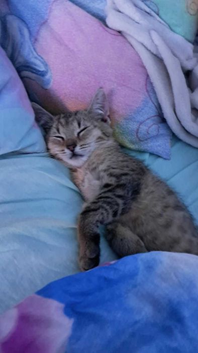 Dwie młode kotki do adopcji