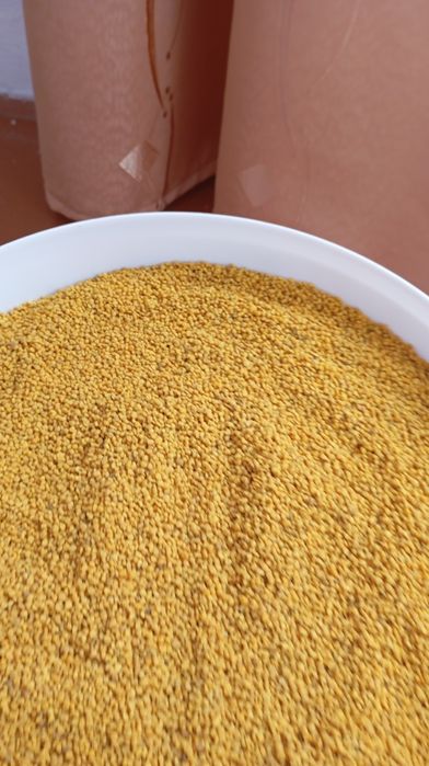 Свіжий бджолиний пилок,пильца