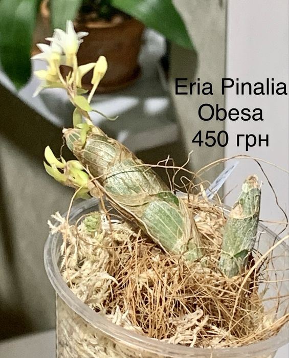 Орхідея каттлейя Cattleya Wassana Elegante Eria Pinalia Obesa