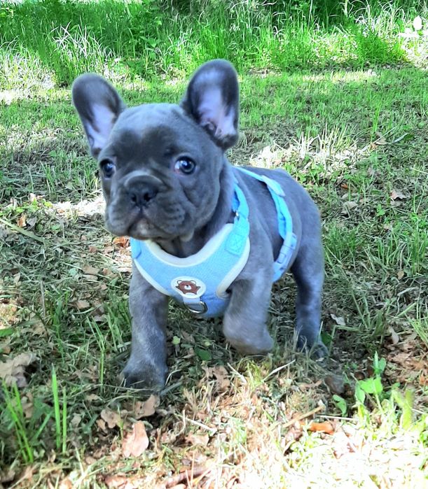 Buldog francusk piesek