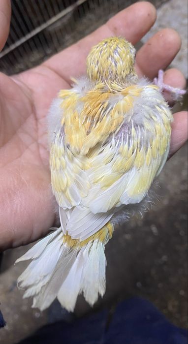 Red rumpede criar á mão