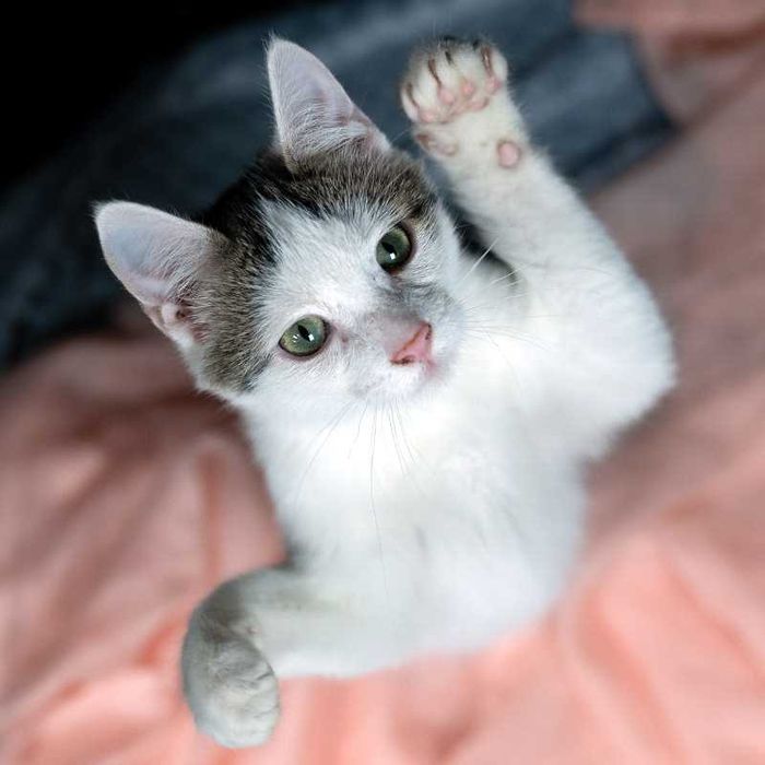 Półroczny słodziak szuka domu