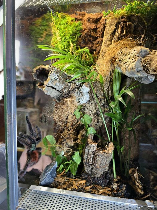 Terrarium na zamówienie | Bioaktywne | Ścianka strukturalna