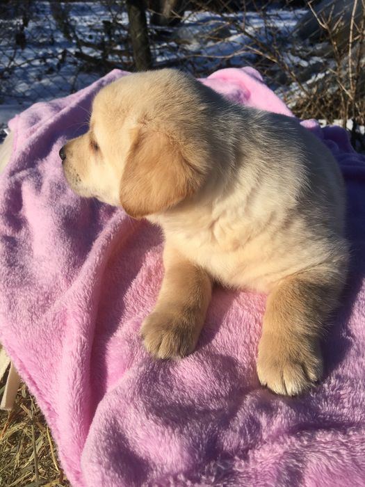 Собача лабрадора