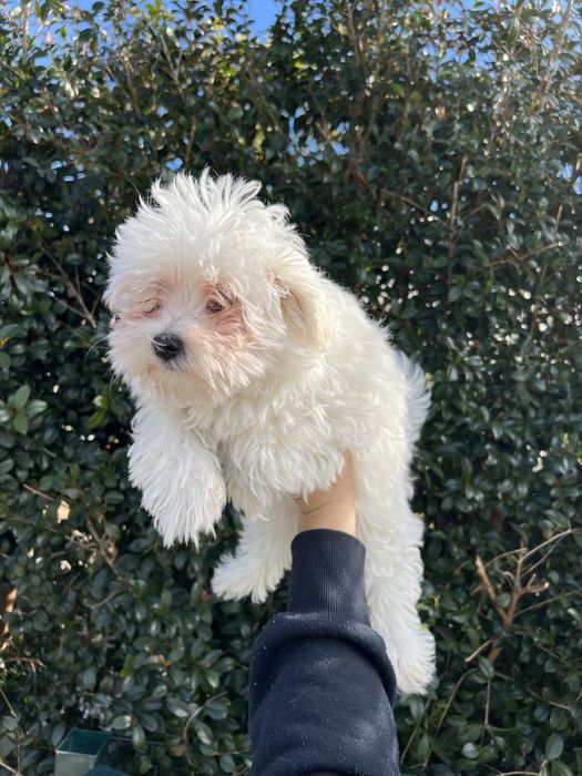 Bichon Maltes Femea
