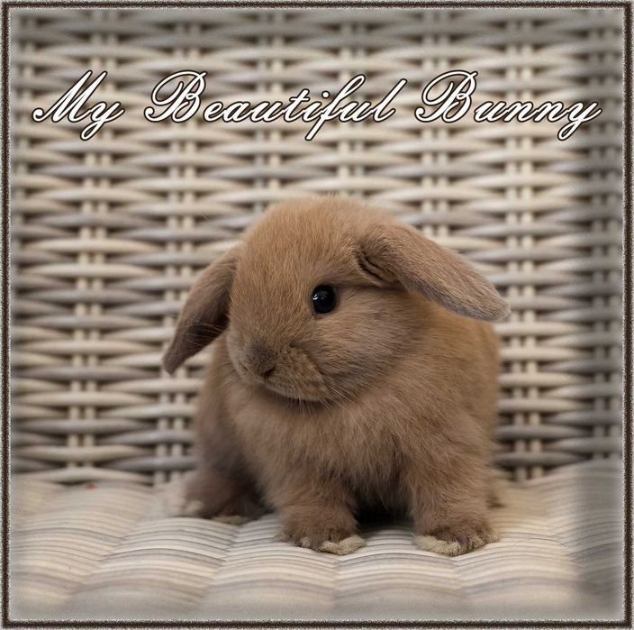 Piekny Królik Mini Lop - Blue Tort