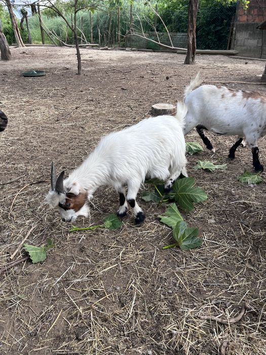 Cabrito anao bebe