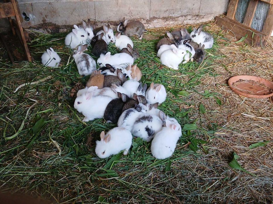 Coelhos lindos anões