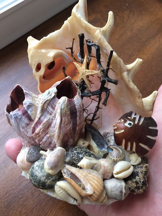 Ракушка ракушки много ракушек