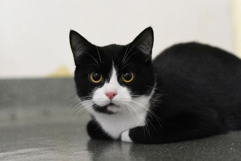 Uroczy Leoś szuka domu!