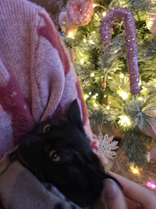 Gatinhos bebés 3,5 meses ADOÇÃO CONJUNTA