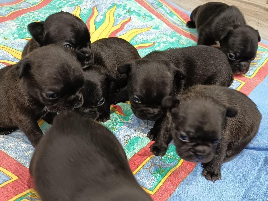 Buldog francuski - suczka