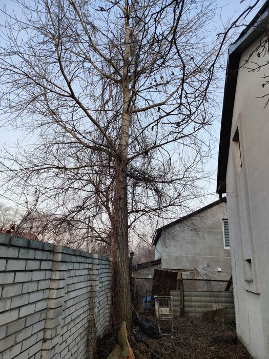 Дрова безкоштовно