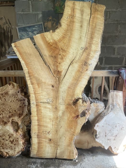 Капы тополя, клена вяза дуба ясеня