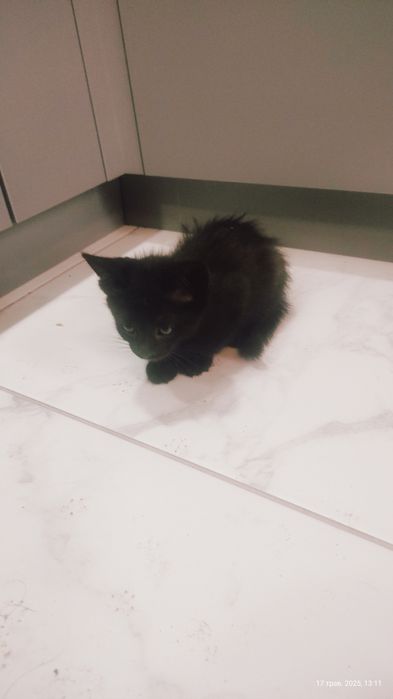 Віддам котиків в добрі руки