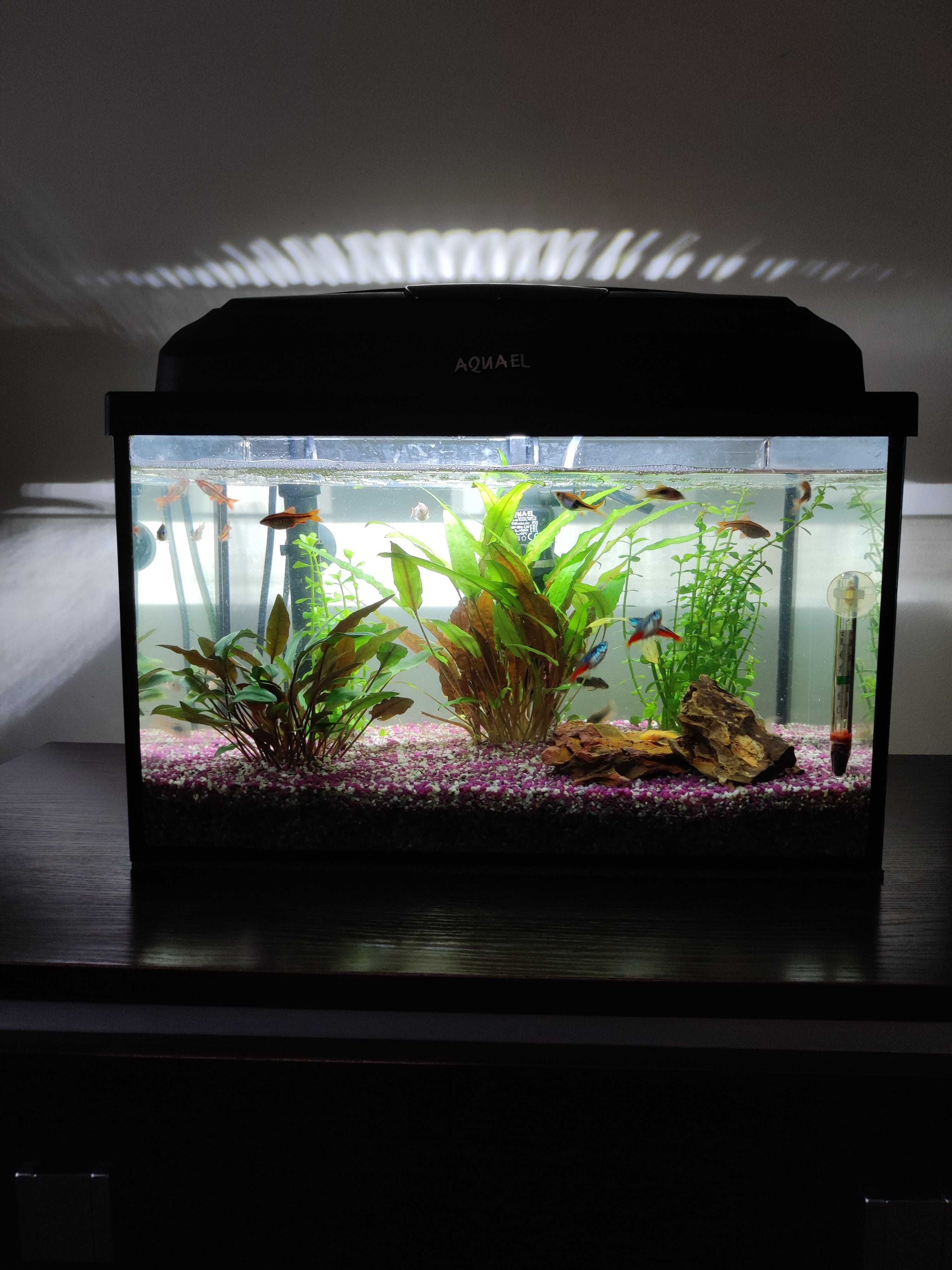 Akwarium Aquael 25l Białystok Skorupy • OLX.pl