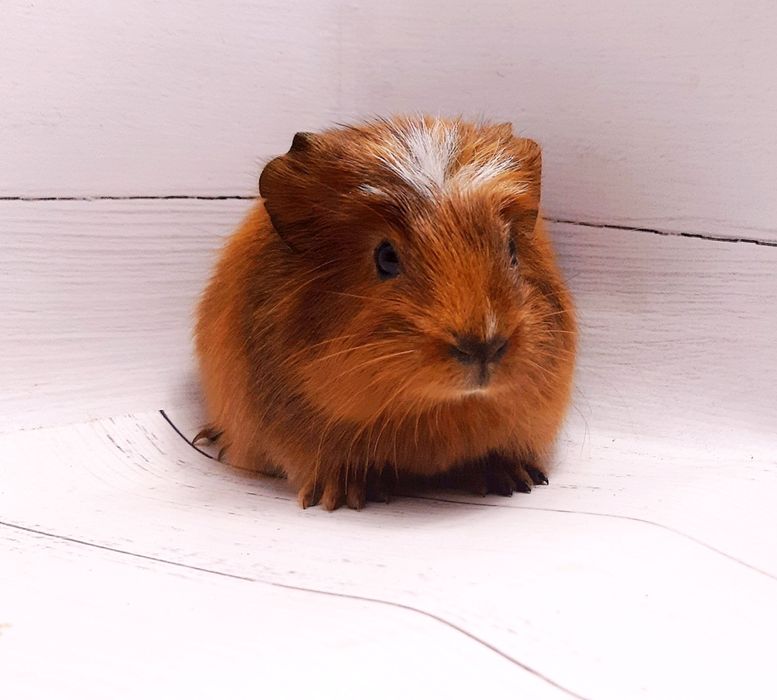 Морские свинки,клетки,корма