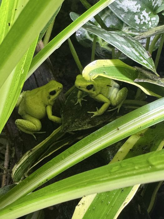 Phyllobates terribilis mint, Liściołaz