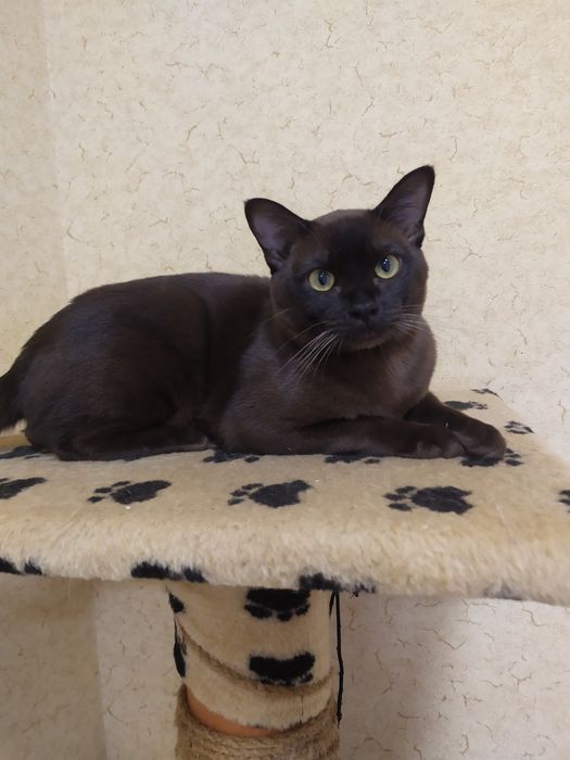 Бурма. Вязка кошек.