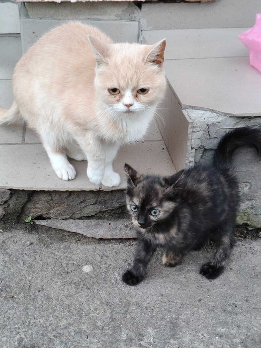 Котик /  кошеня в добрі руки