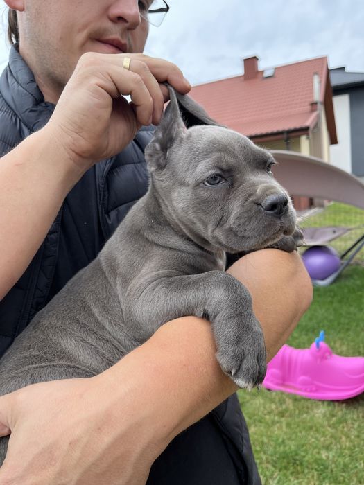 Cane Corso piesek