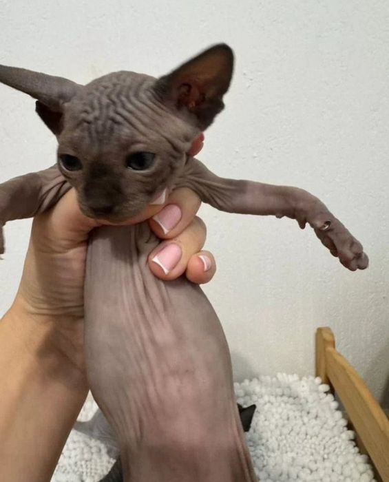 Кошенята канадській сфінкс