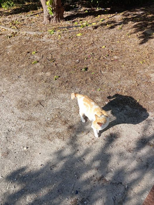 Gatinho Amarelo e Branco