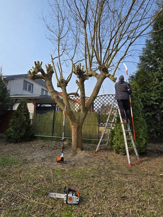 Wycinka drzew , karczowanie korzeni , ŻYWOPŁOTY-cięcie
