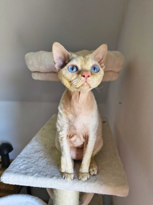 Cudowny kocurek Devon Rex