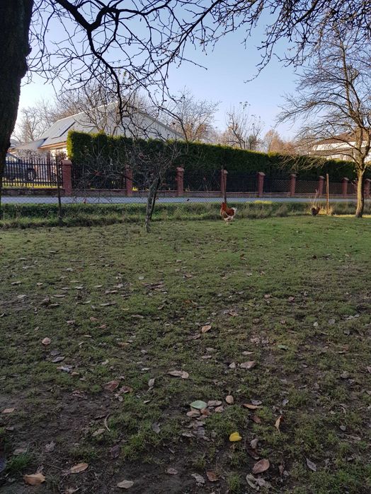 Sprzedam koguty roczne