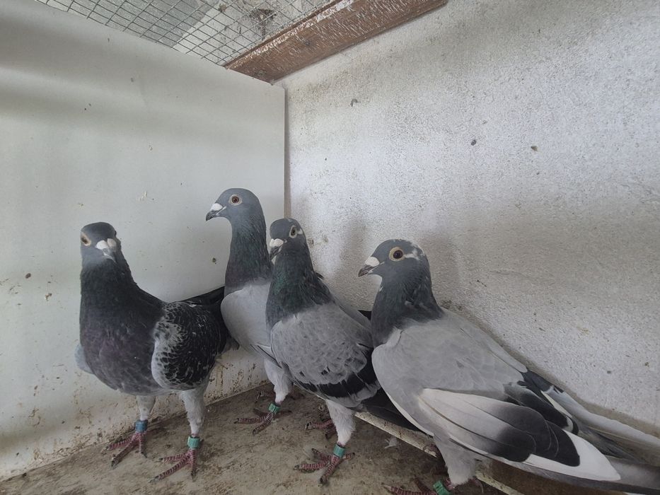 Sprzedam parę aardenow I inne