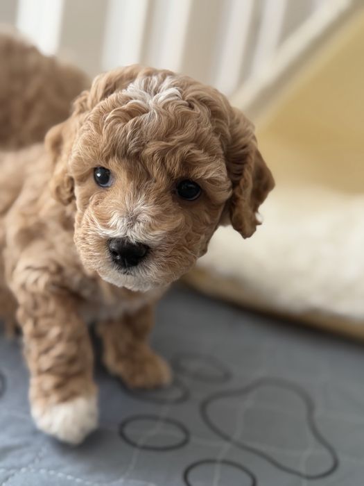 Bicchpoo poochon /maltipoo