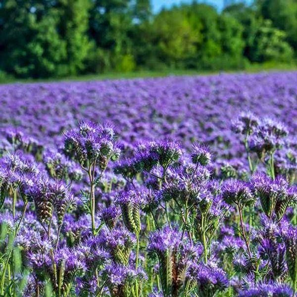 Продам насіння фацелії,фацелія