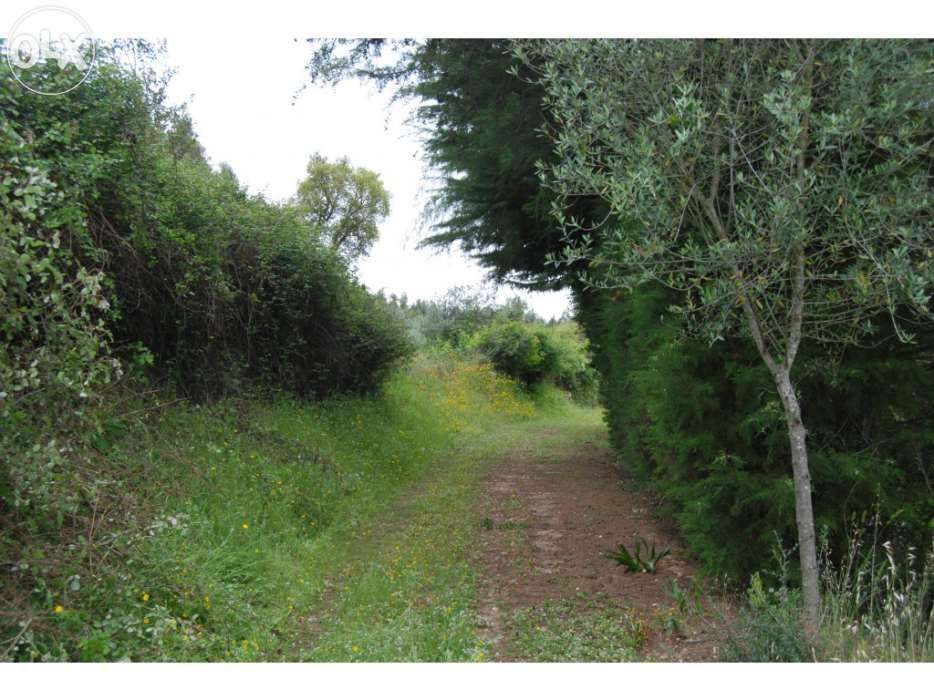 Vendo 5600 m2 em Abrantes