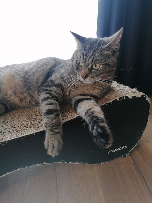 Kot Ignaś szuka domu!