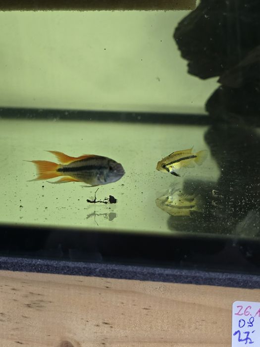 Kakadu Orange sprzedam