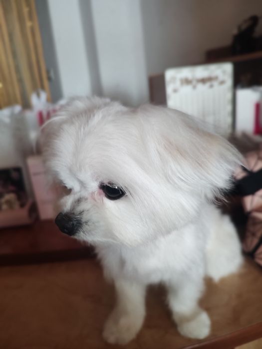 В'язка мальтійскої болонки