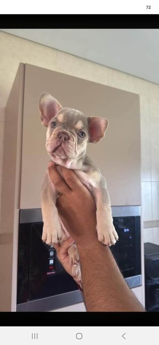 Buldogue Francês