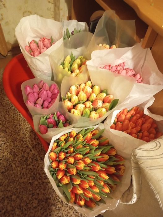 Тюльпани Голандія. Квіти.