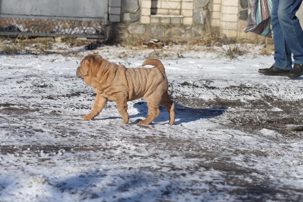 Шикарна дівчинка ізабелка