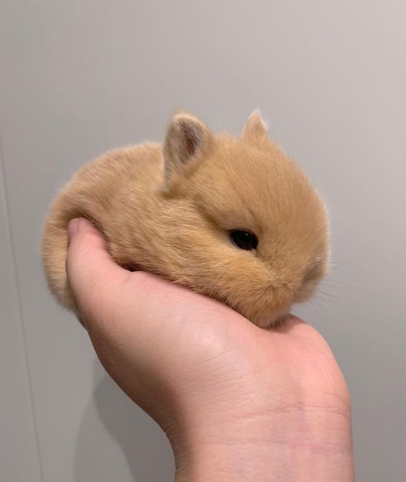 Coelhos anões minitoy e mini holandês, coelhinhos muito dóceis