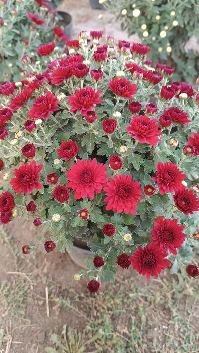 Хризантема мультифлора