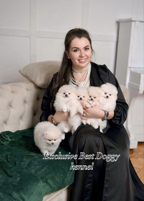 ‼️‼️SUPER VIP померанці Цуценята померанські шпіци. Міні шпіци з докум