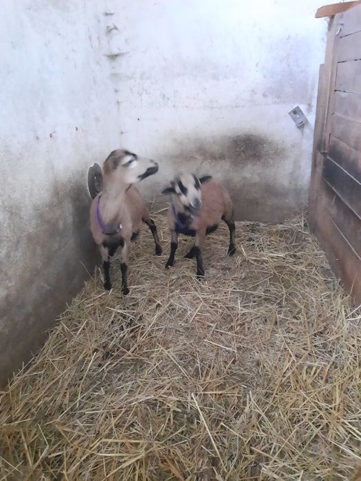 Owce kameruńskie I barany