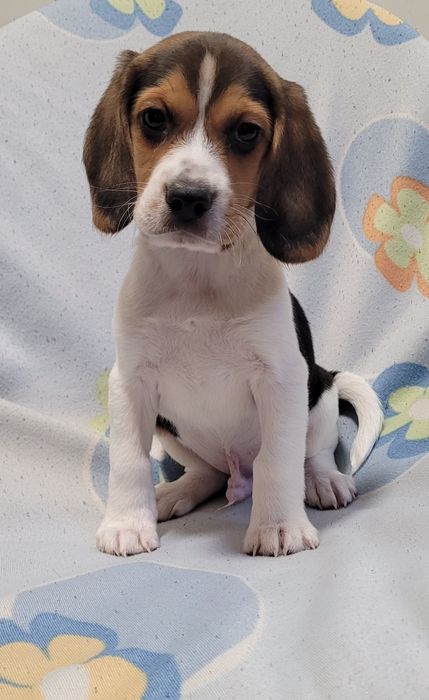 Macho beagle bebé