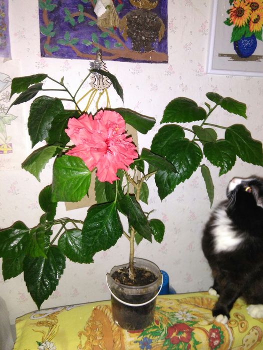 Гібіскус, гибискус