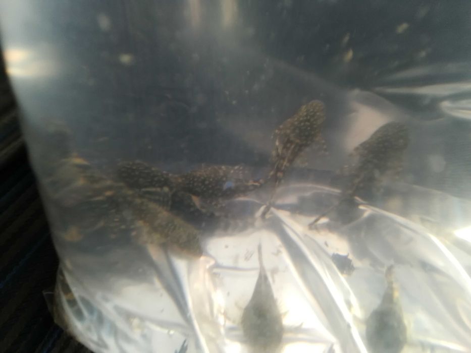 zbrojniki  ( glonojady)